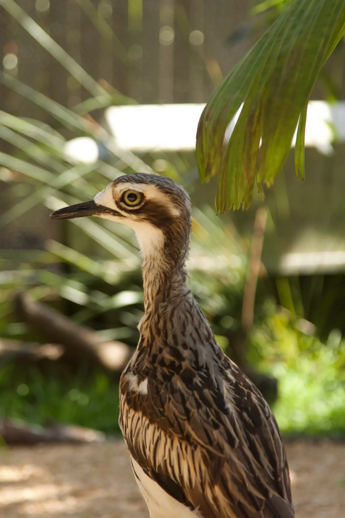 Native Wildlife in Rehabilitation